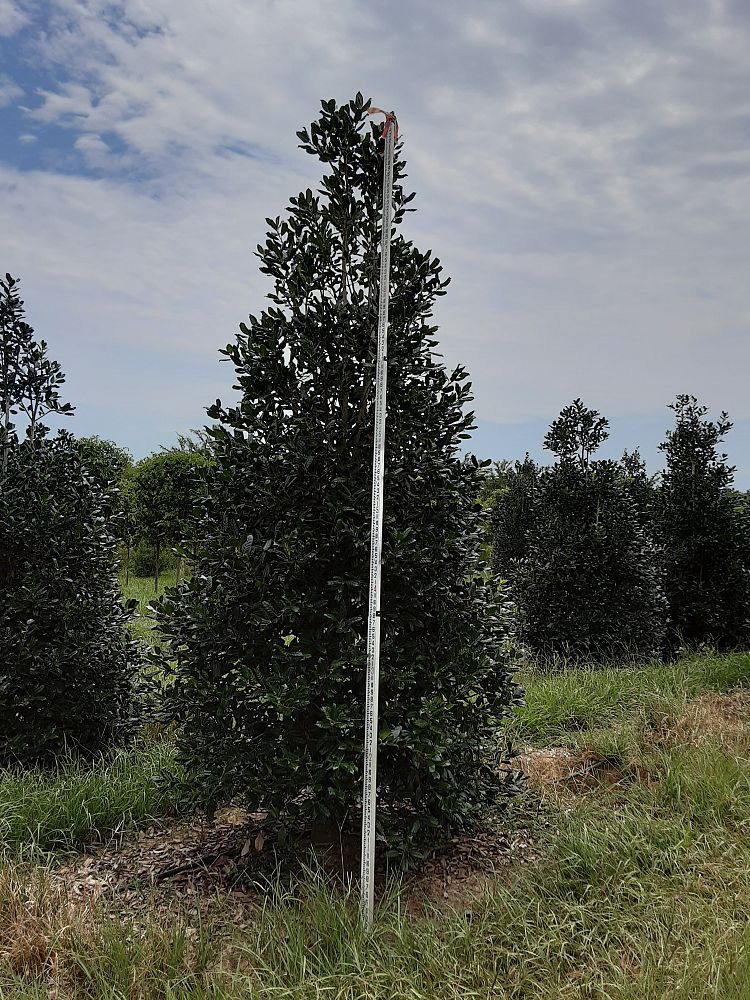 ilex-nellie-r-stevens-holly