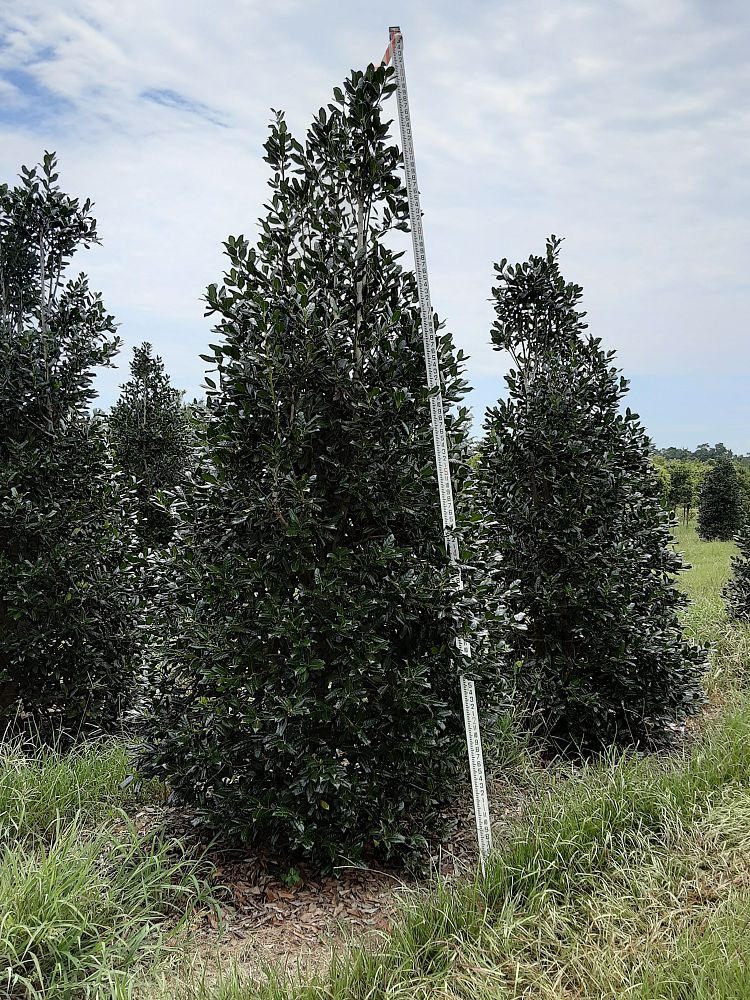 ilex-nellie-r-stevens-holly