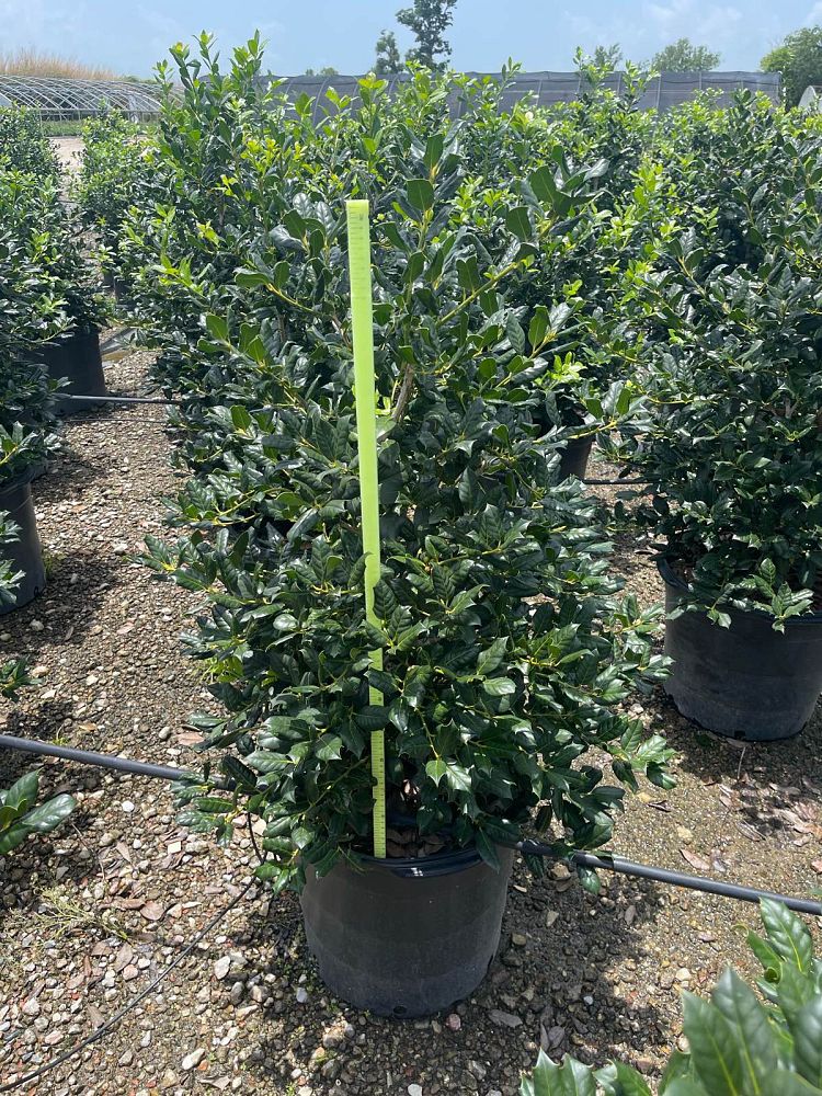 ilex-nellie-r-stevens-holly