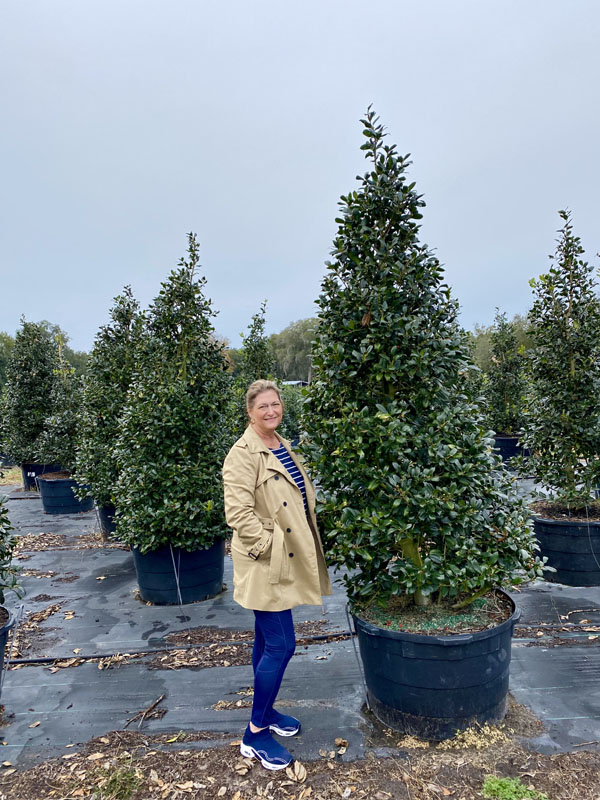 ilex-nellie-r-stevens-holly