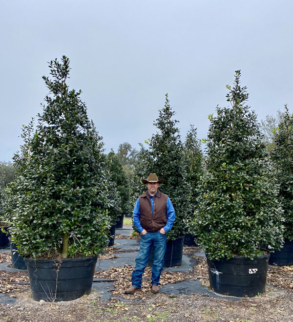 ilex-nellie-r-stevens-holly