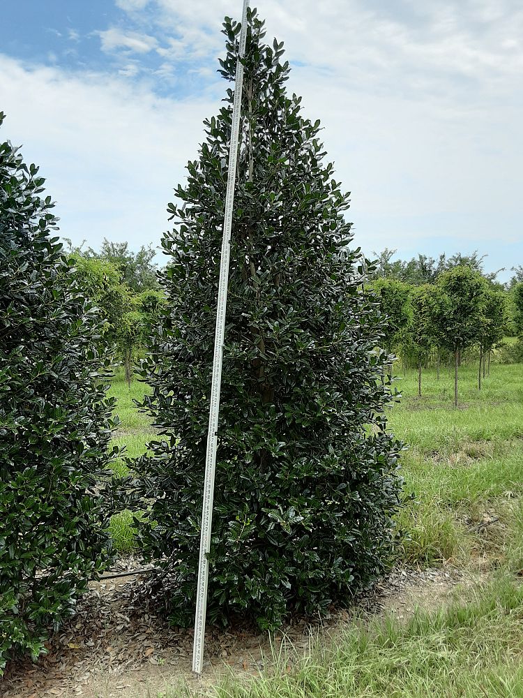 ilex-nellie-r-stevens-holly