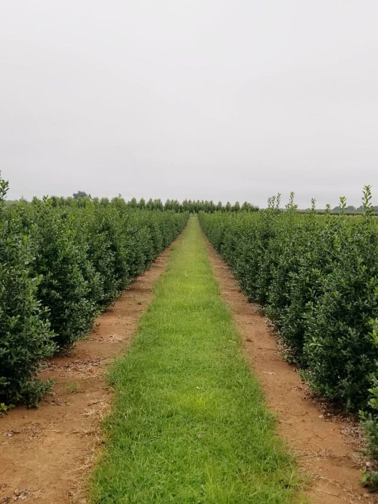 ilex-nellie-r-stevens-holly