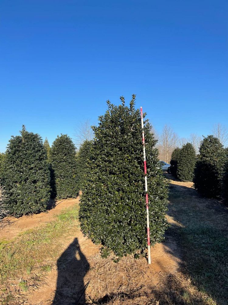 ilex-nellie-r-stevens-holly