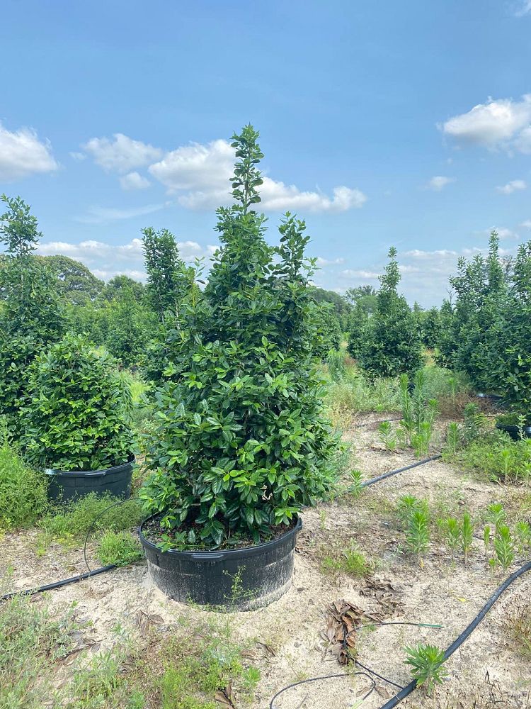 ilex-nellie-r-stevens-holly