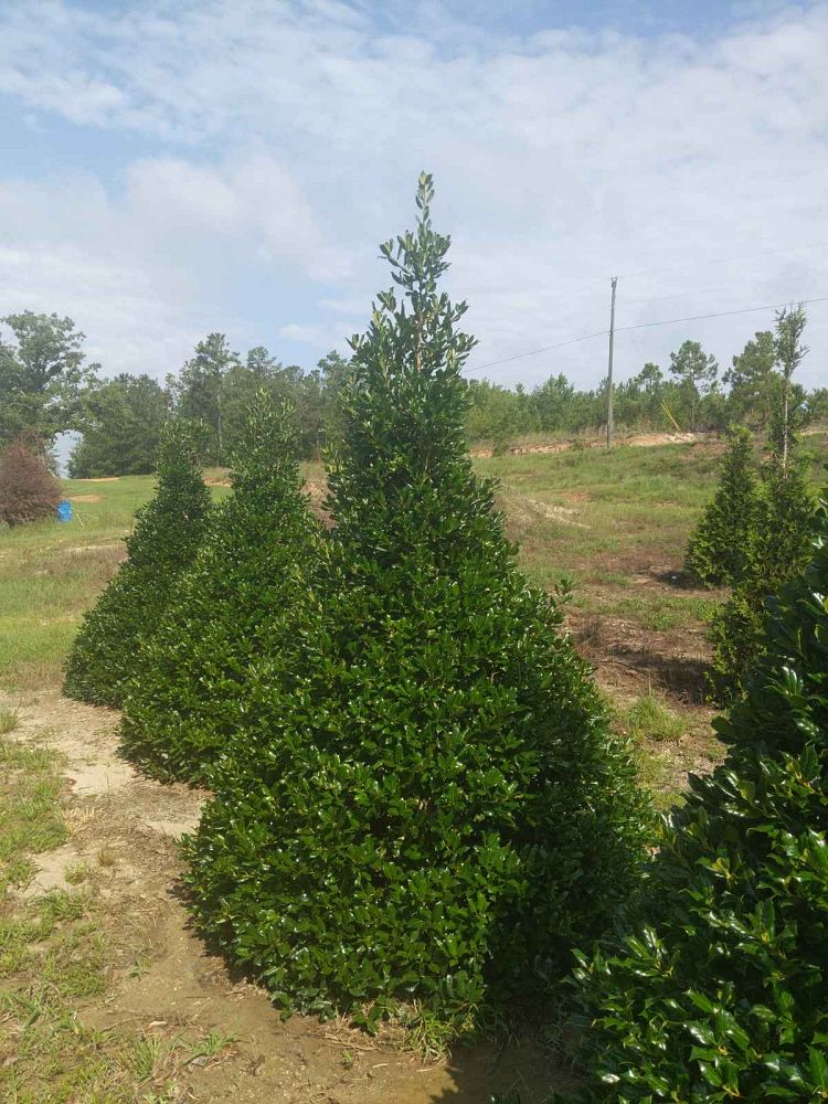 ilex-nellie-r-stevens-holly
