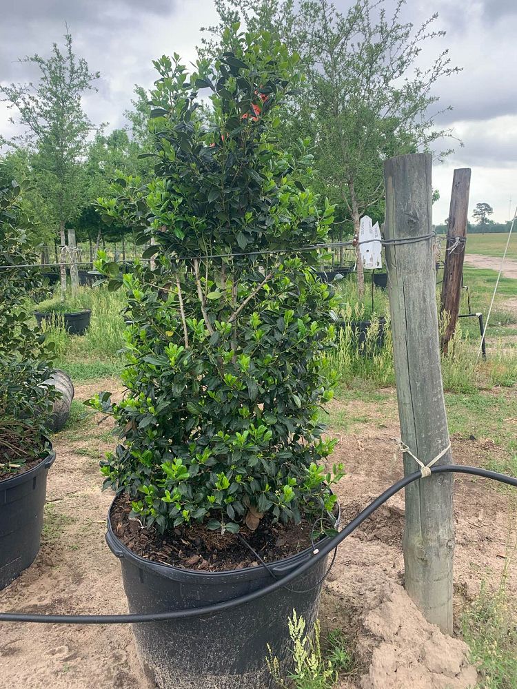 ilex-nellie-r-stevens-holly