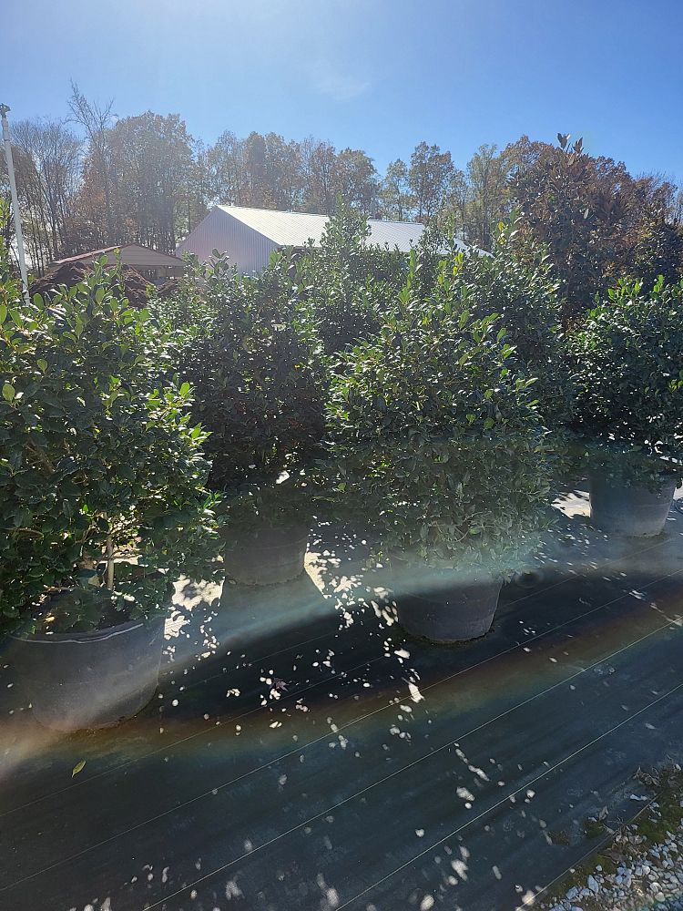 ilex-nellie-r-stevens-holly