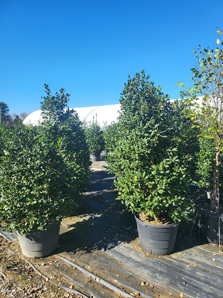 ilex-nellie-r-stevens-holly