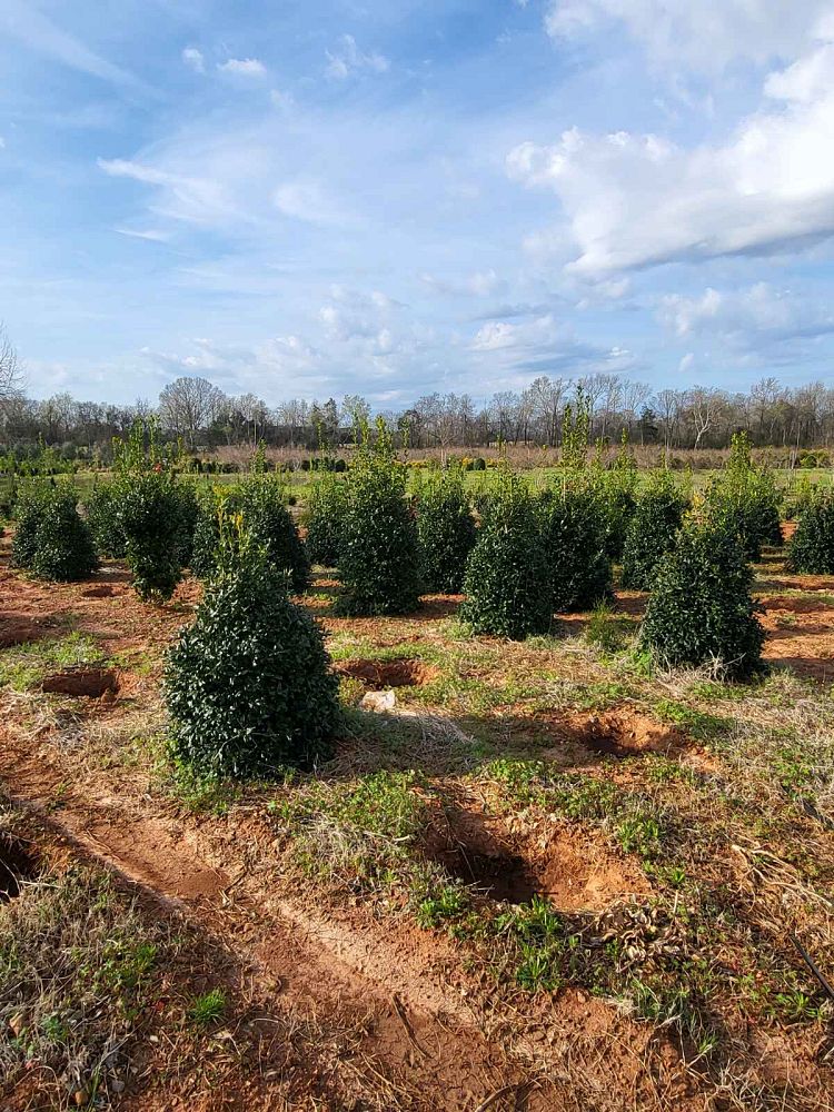 ilex-nellie-r-stevens-holly