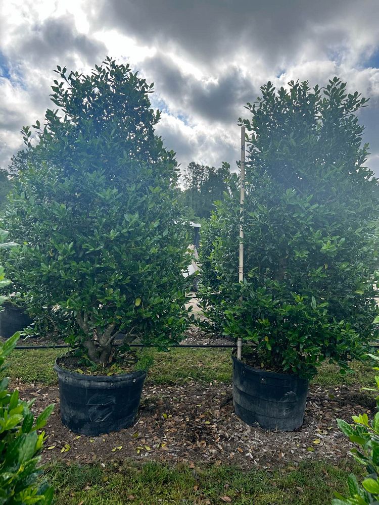 ilex-nellie-r-stevens-holly