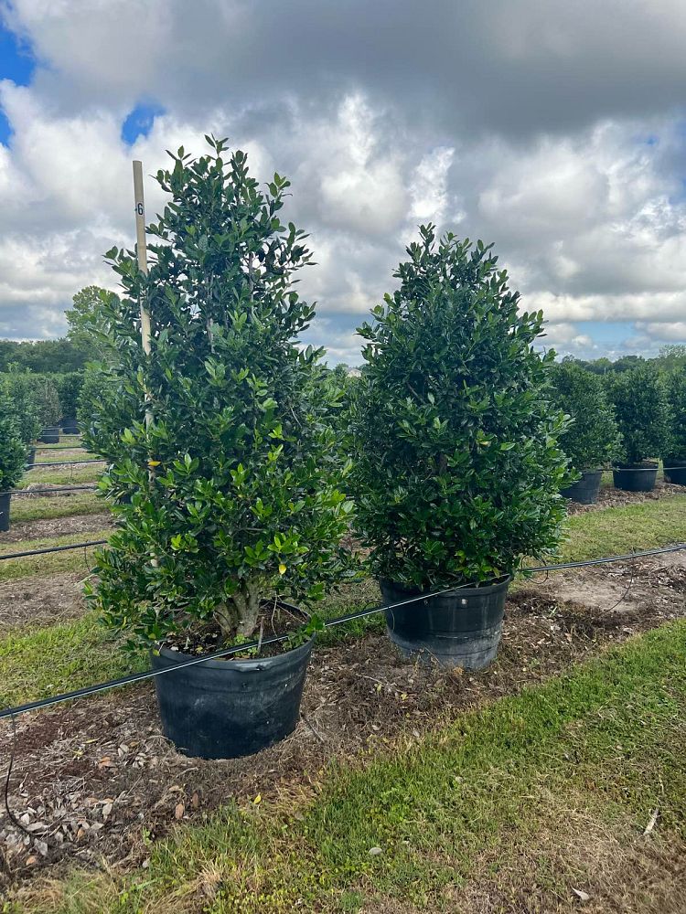 ilex-nellie-r-stevens-holly