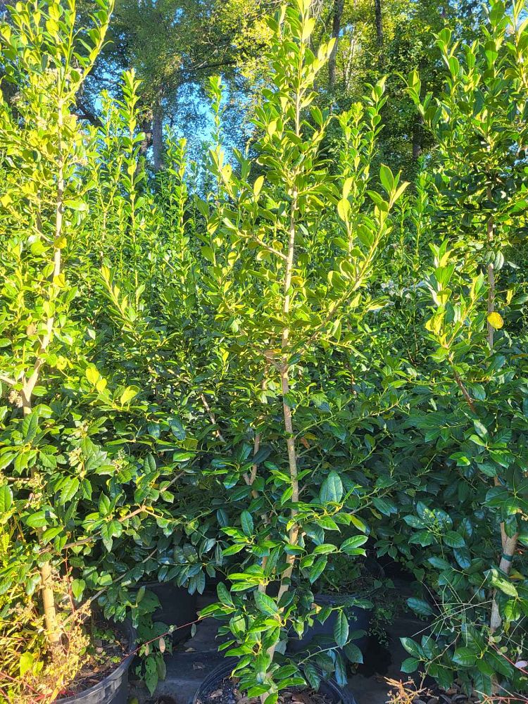 ilex-nellie-r-stevens-holly