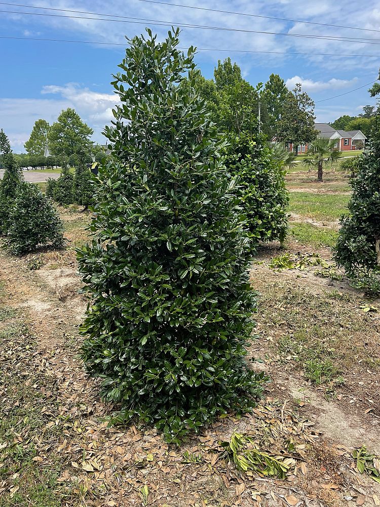 ilex-nellie-r-stevens-holly