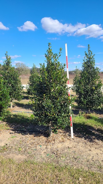 ilex-nellie-r-stevens-holly