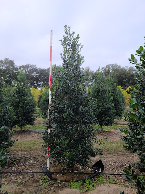 ilex-nellie-r-stevens-holly