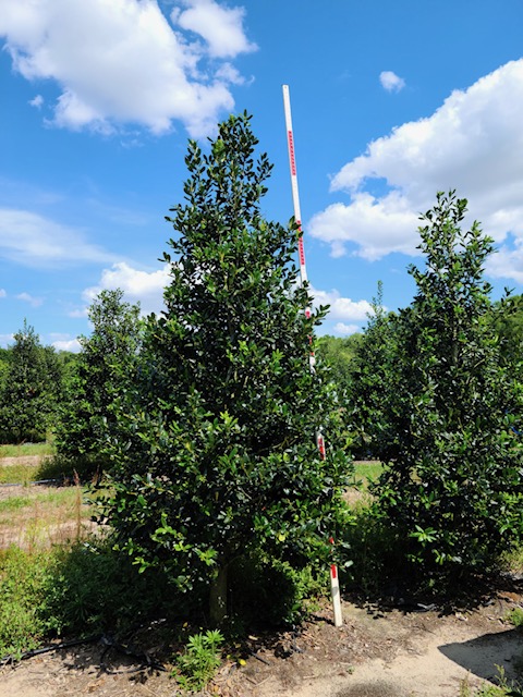 ilex-nellie-r-stevens-holly