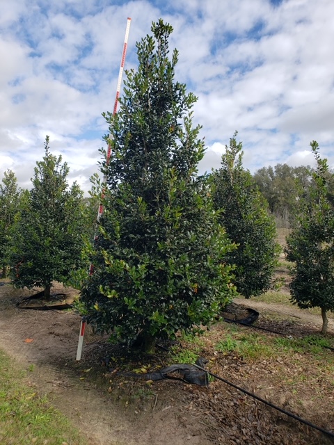 ilex-nellie-r-stevens-holly