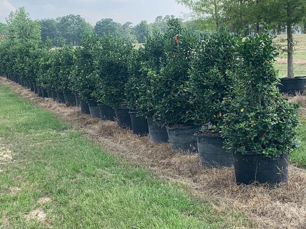 ilex-nellie-r-stevens-holly