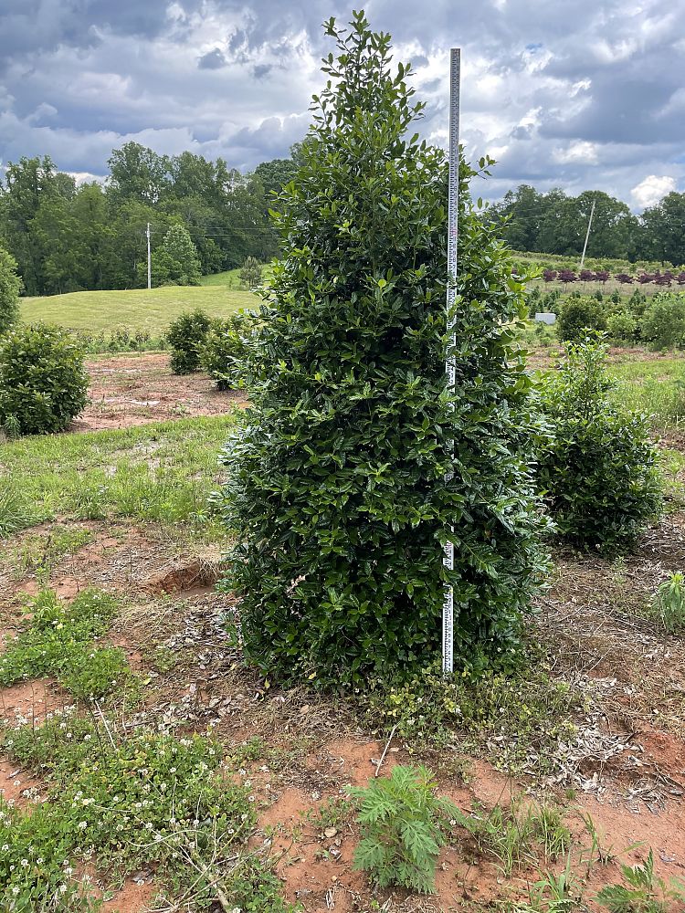 ilex-nellie-r-stevens-holly