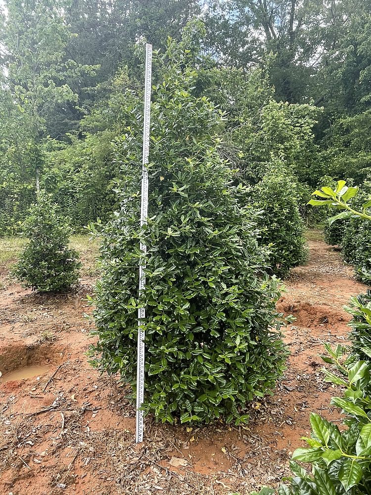 ilex-nellie-r-stevens-holly
