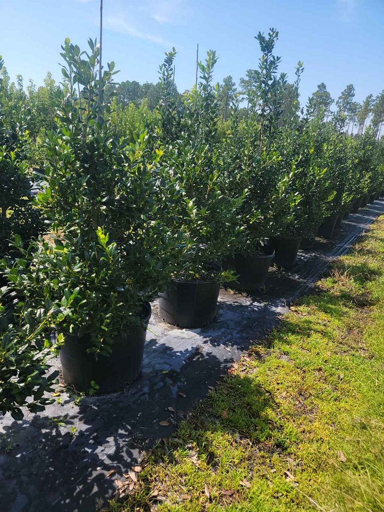 ilex-nellie-r-stevens-holly