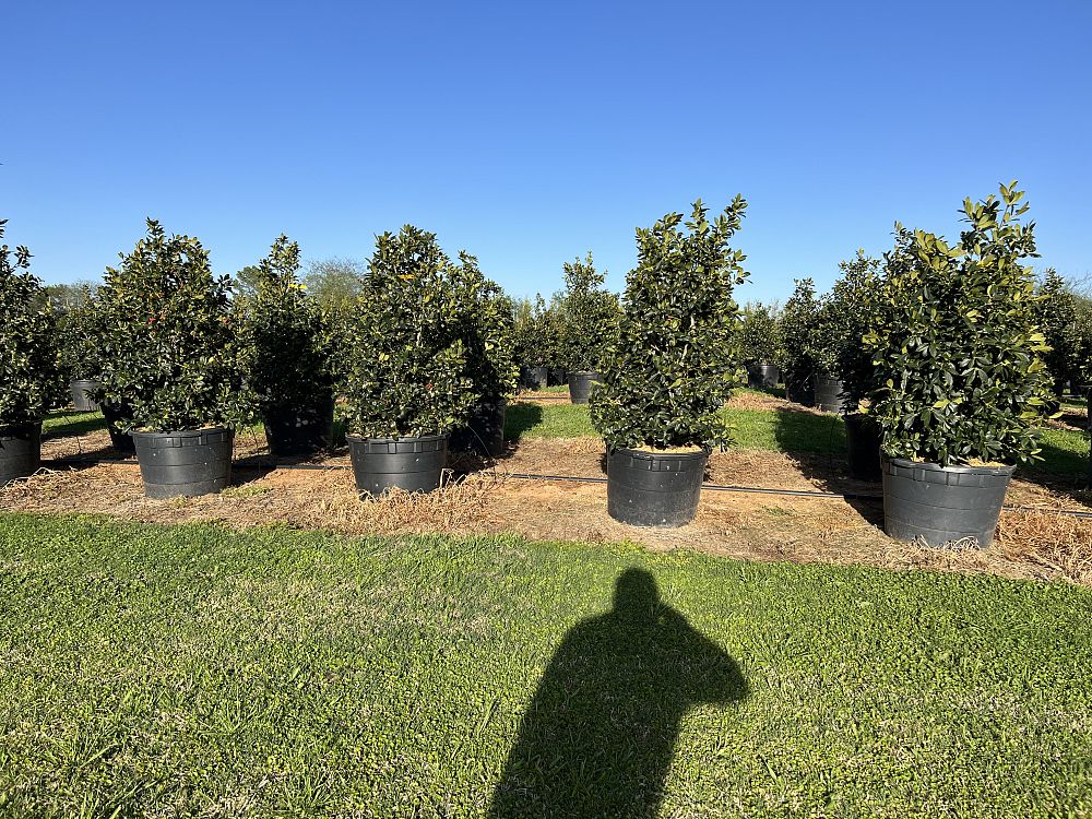 ilex-nellie-r-stevens-holly