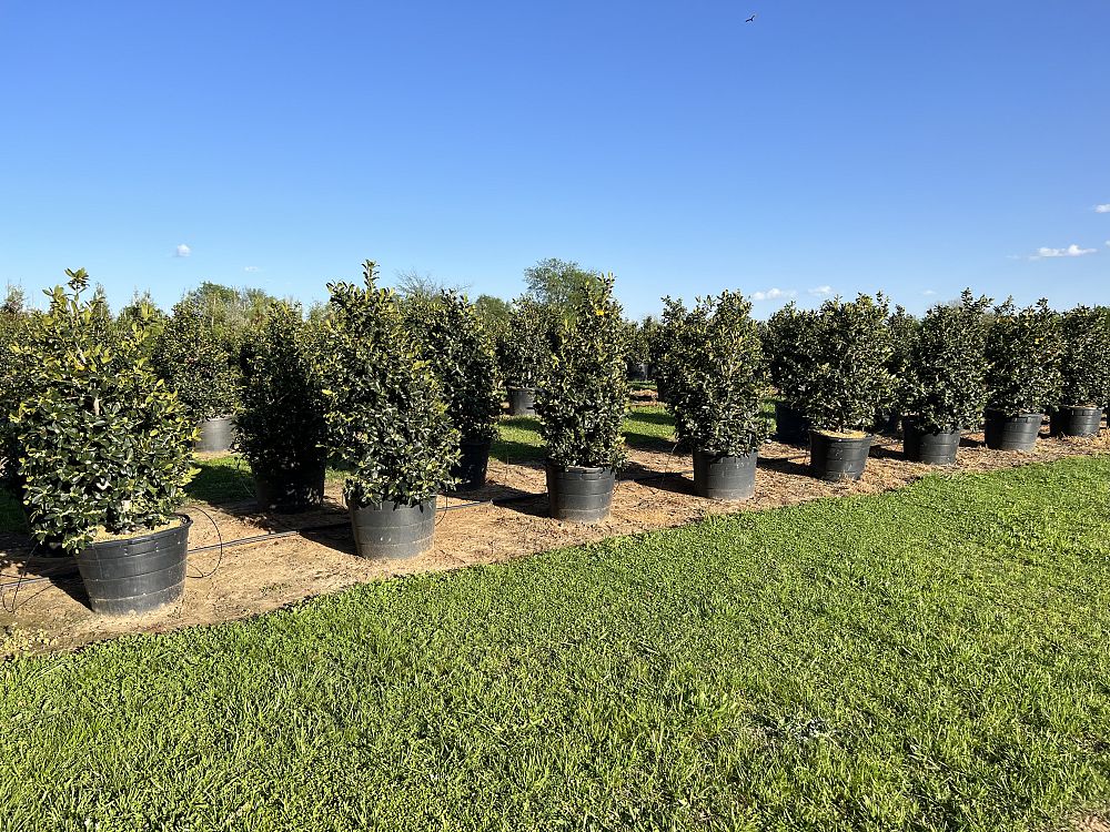 ilex-nellie-r-stevens-holly