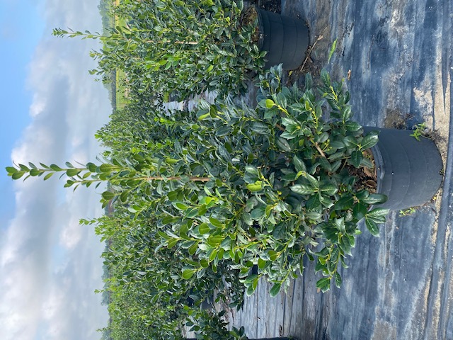 ilex-nellie-r-stevens-holly