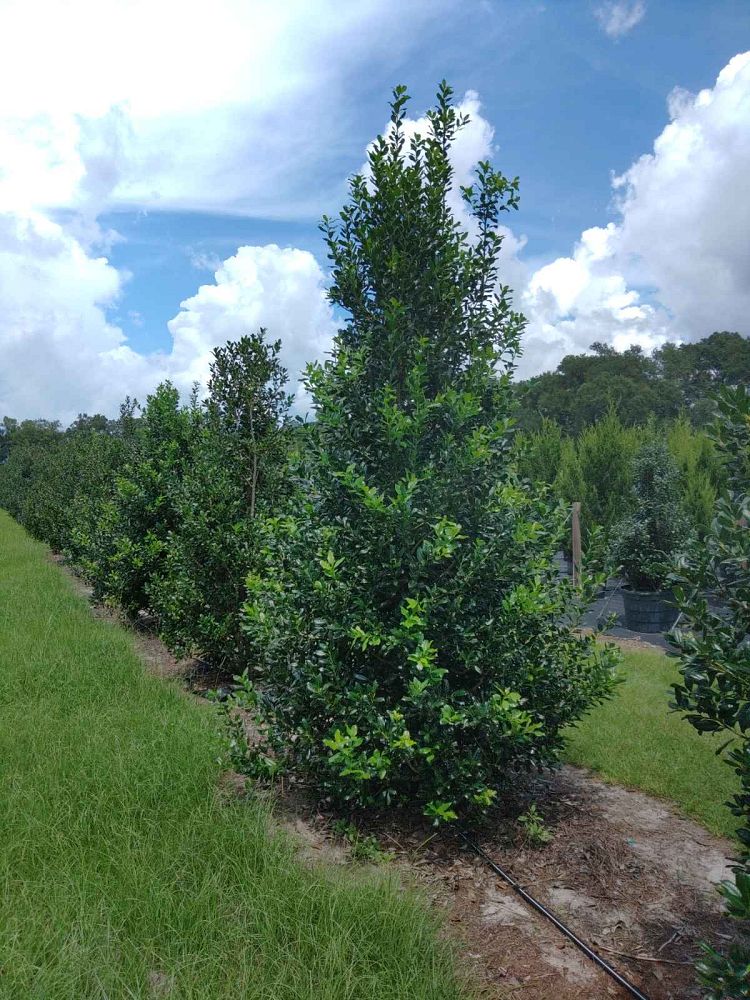 ilex-nellie-r-stevens-holly