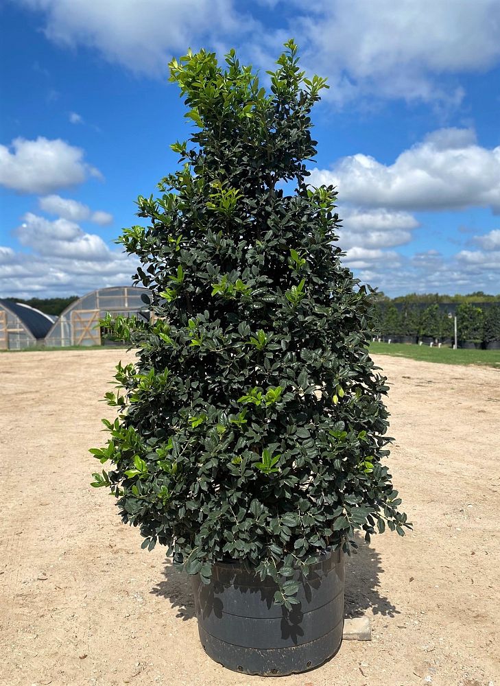ilex-nellie-r-stevens-holly