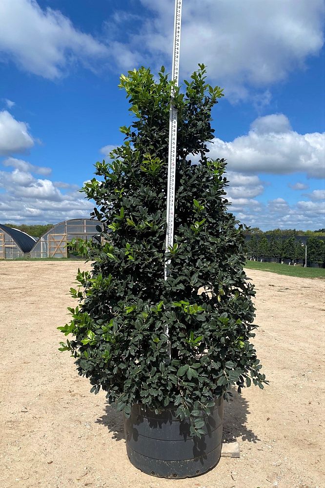 ilex-nellie-r-stevens-holly