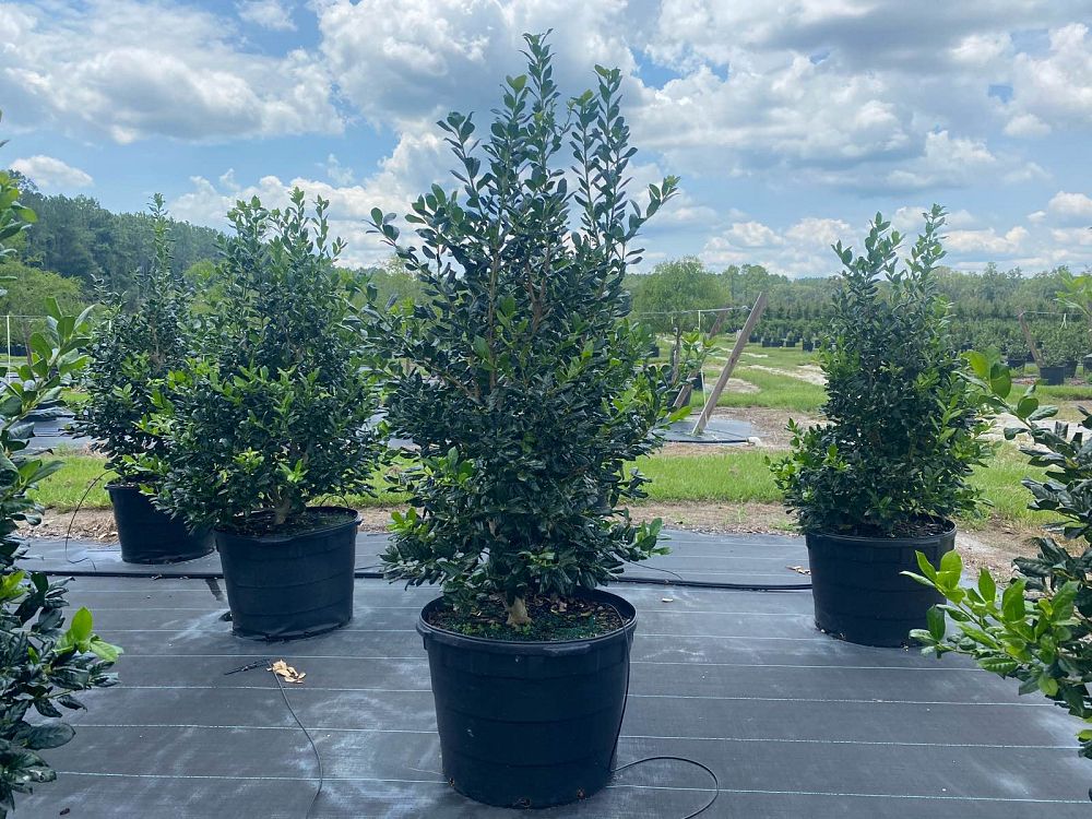 ilex-nellie-r-stevens-holly