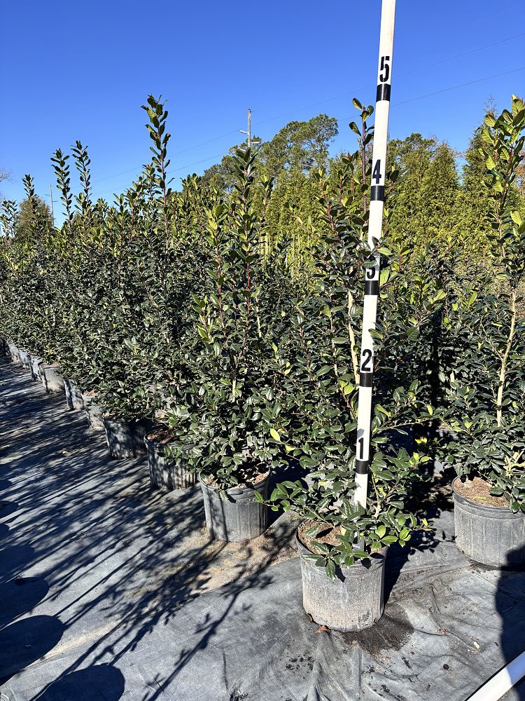 ilex-nellie-r-stevens-holly
