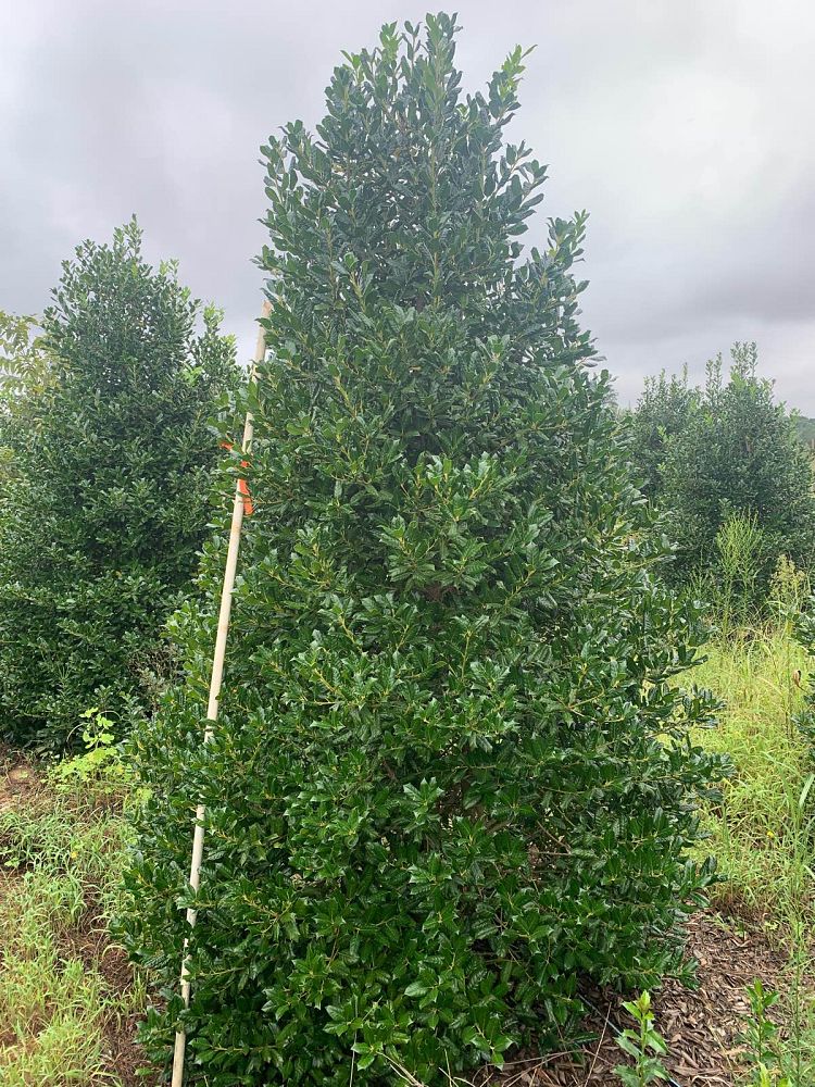 ilex-nellie-r-stevens-holly