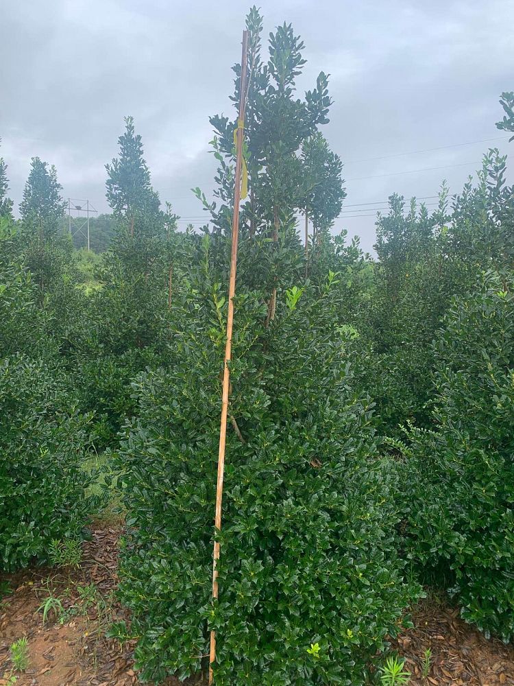 ilex-nellie-r-stevens-holly