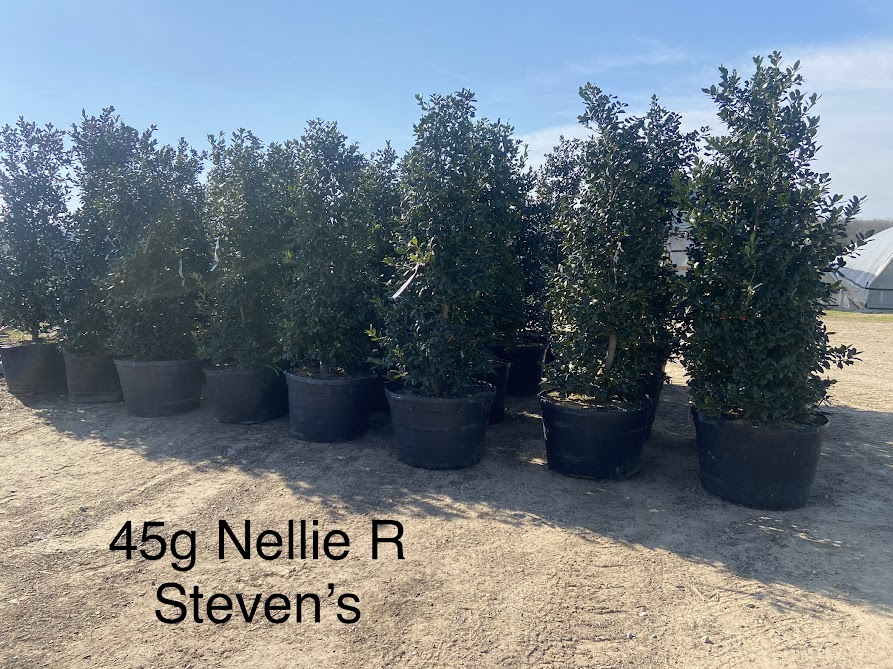 ilex-nellie-r-stevens-holly