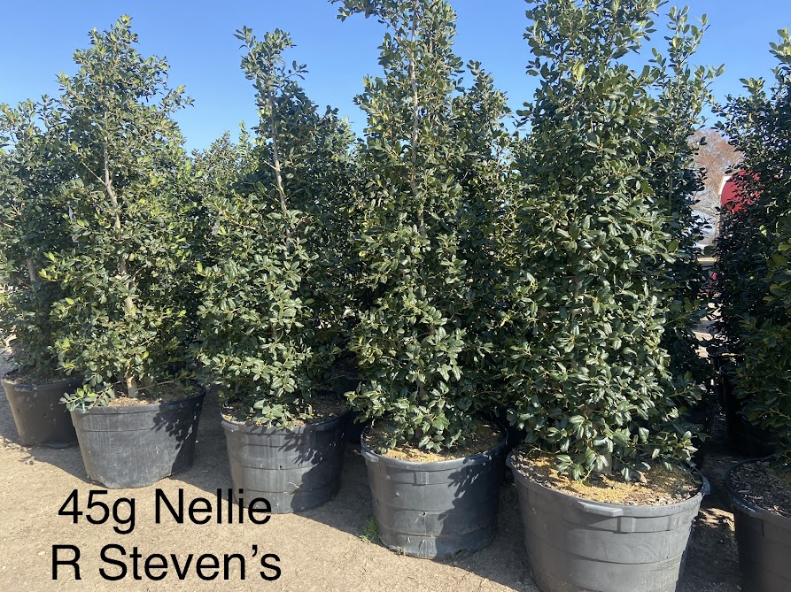 ilex-nellie-r-stevens-holly