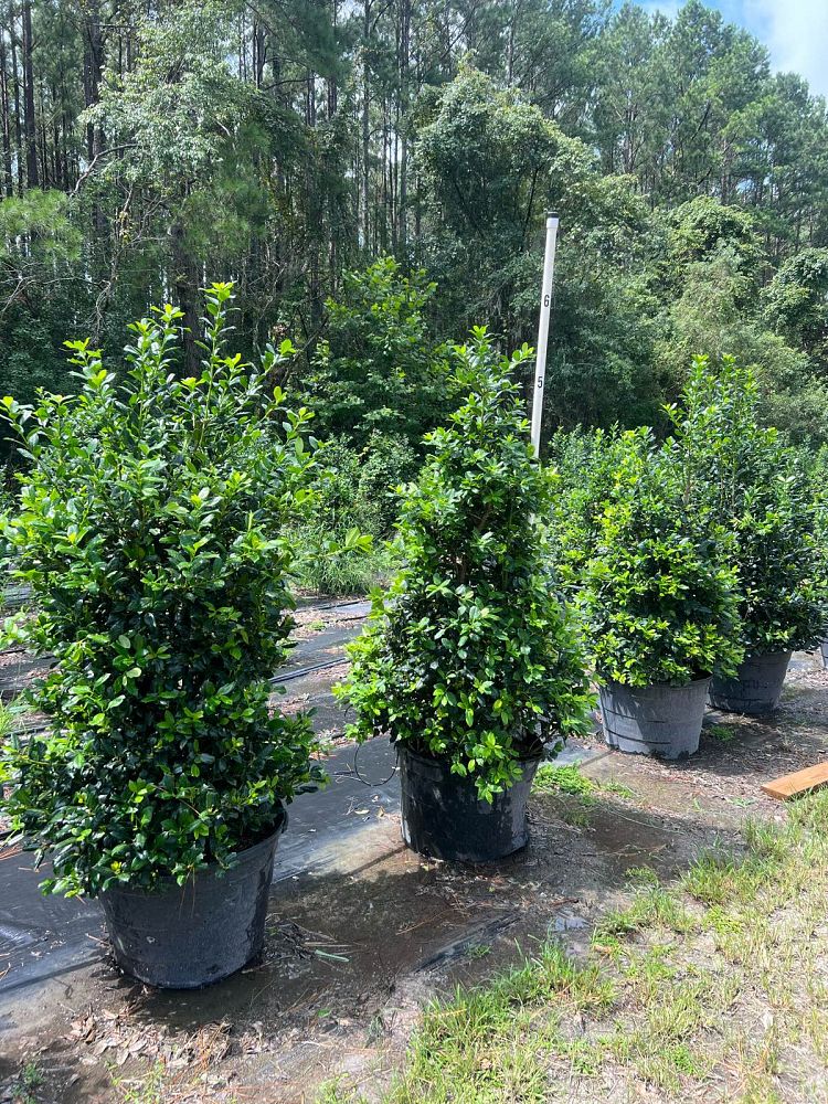 ilex-nellie-r-stevens-holly