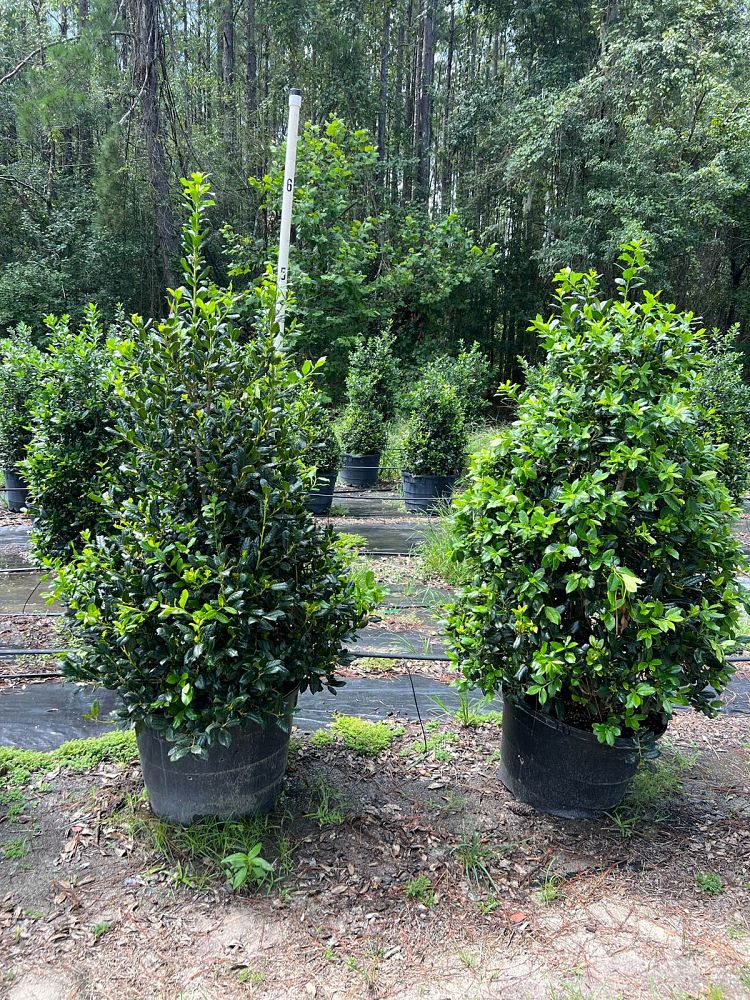 ilex-nellie-r-stevens-holly