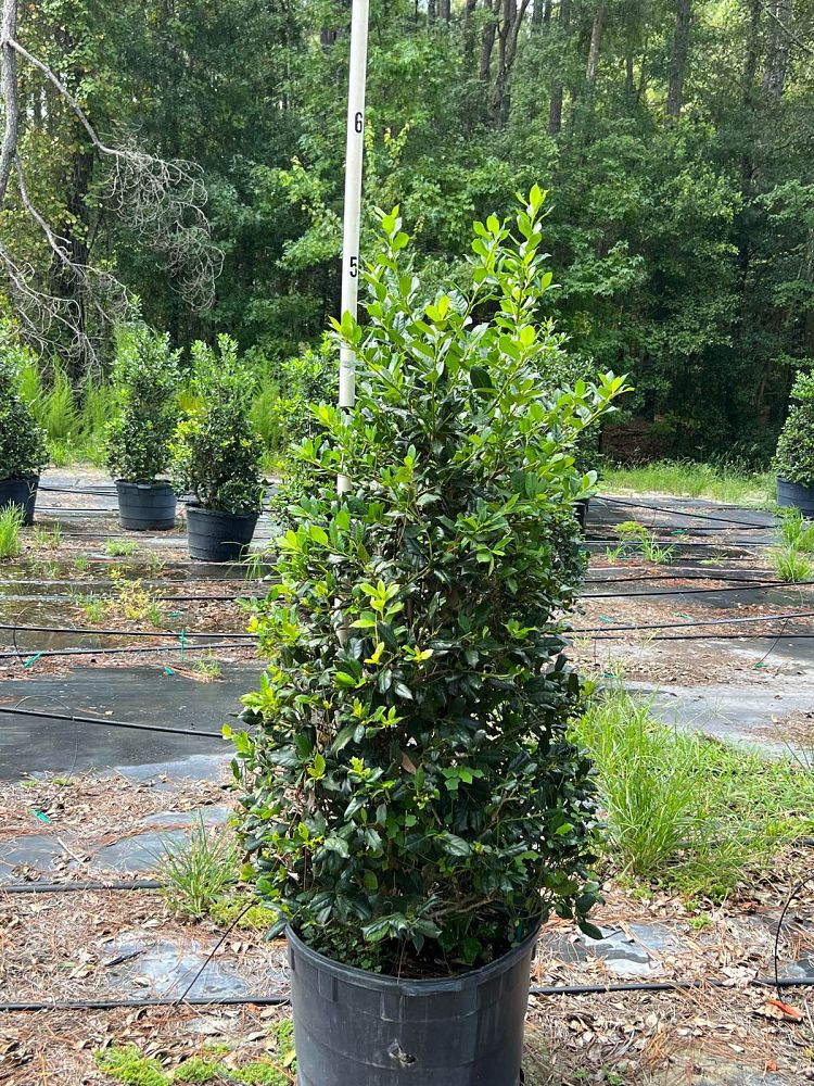 ilex-nellie-r-stevens-holly