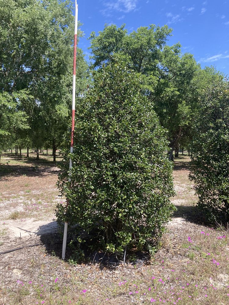ilex-nellie-r-stevens-holly