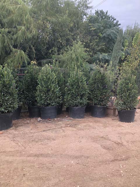 ilex-nellie-r-stevens-holly