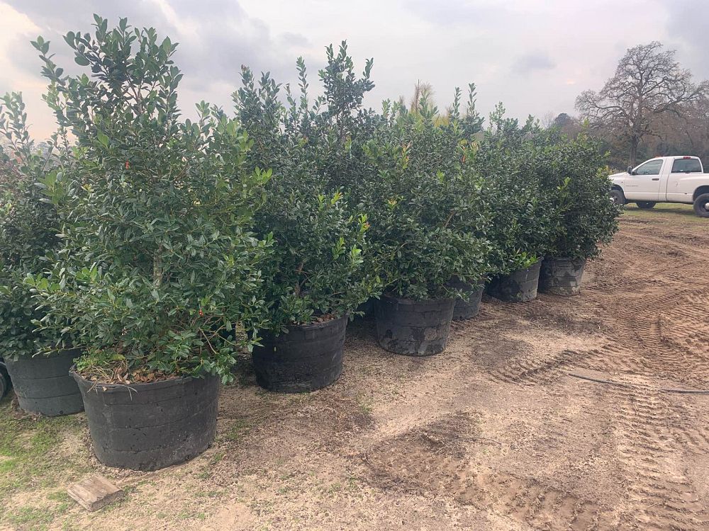 ilex-nellie-r-stevens-holly