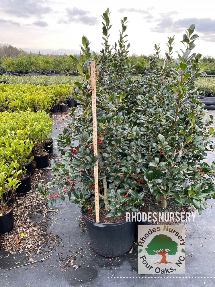 ilex-nellie-r-stevens-holly