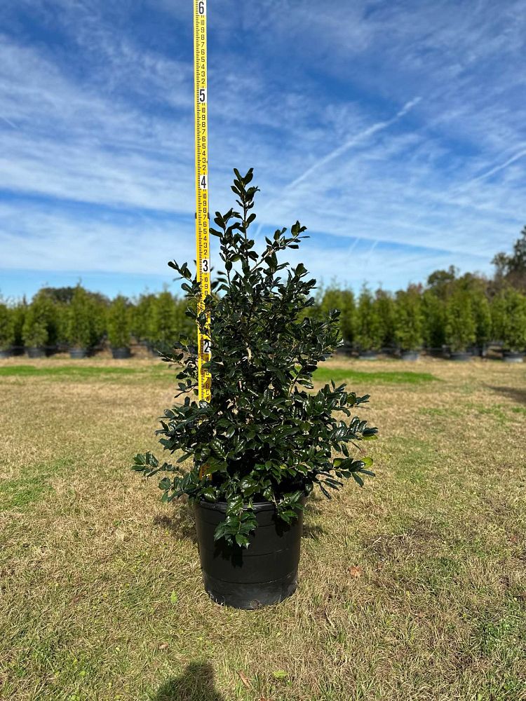 ilex-nellie-r-stevens-holly