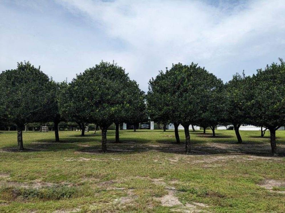 ilex-nellie-r-stevens-holly