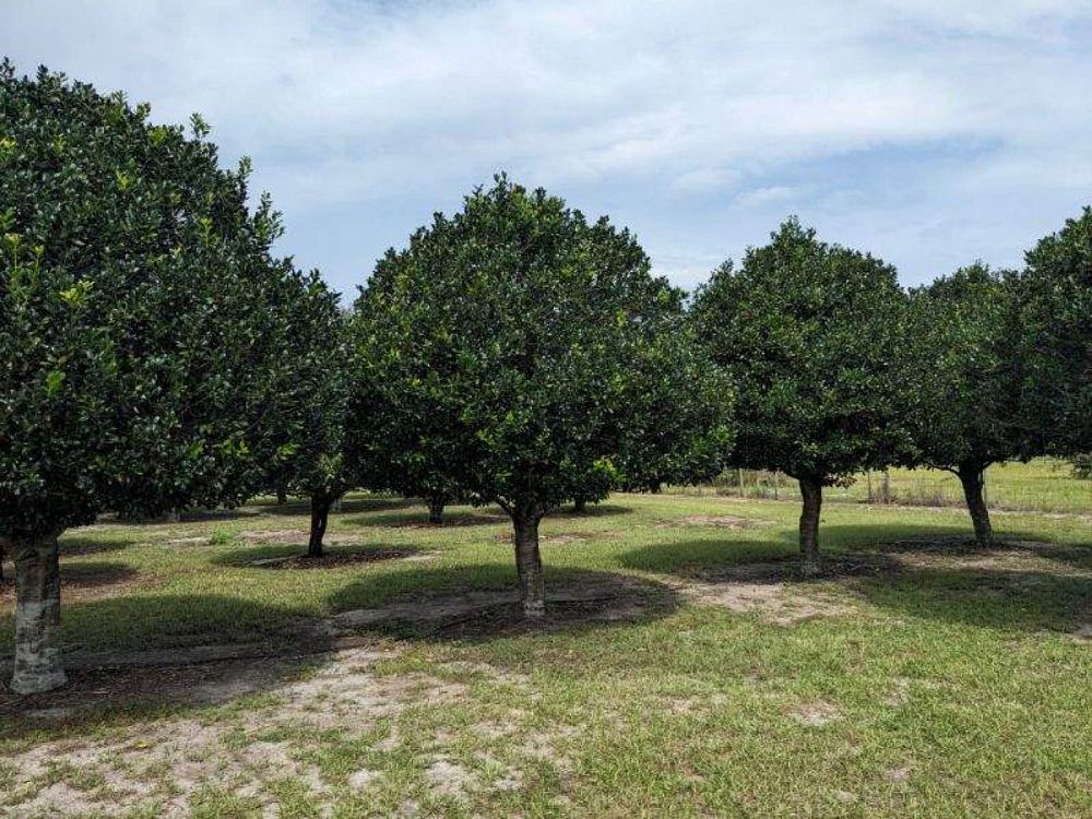ilex-nellie-r-stevens-holly