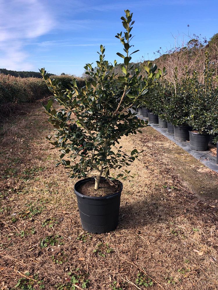ilex-nellie-r-stevens-holly