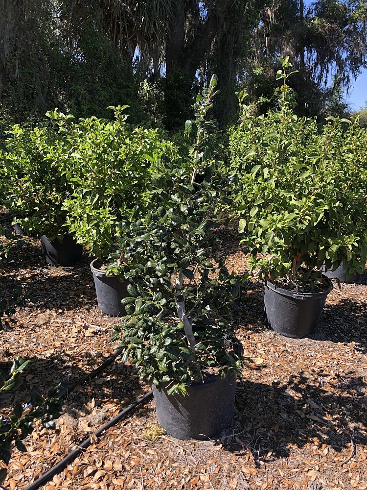 ilex-nellie-r-stevens-holly